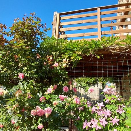 Roses below the balcony